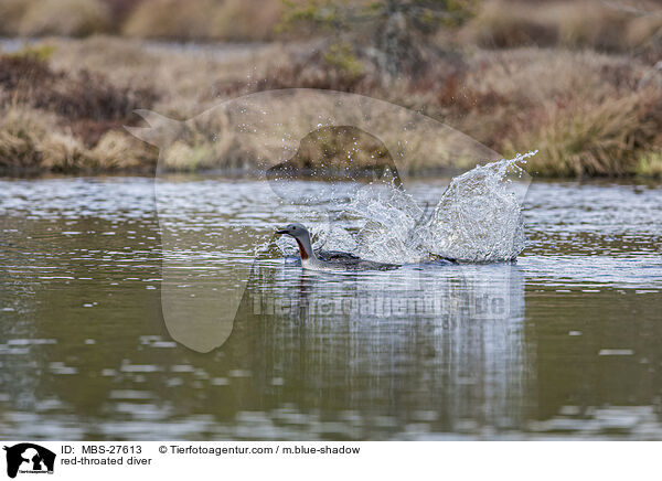 red-throated diver / MBS-27613