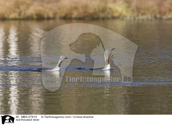red-throated diver / MBS-27614
