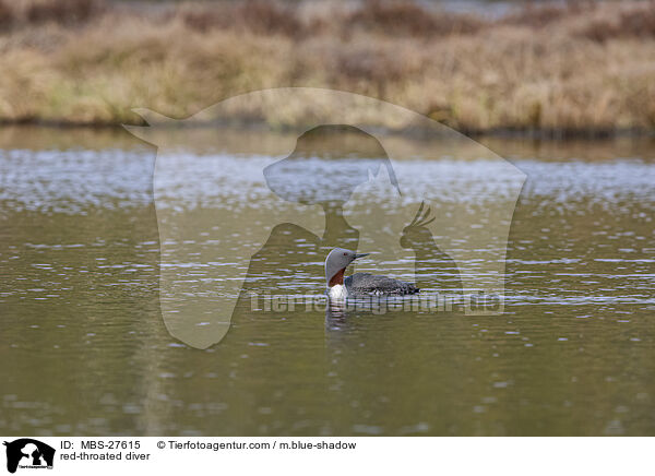 red-throated diver / MBS-27615