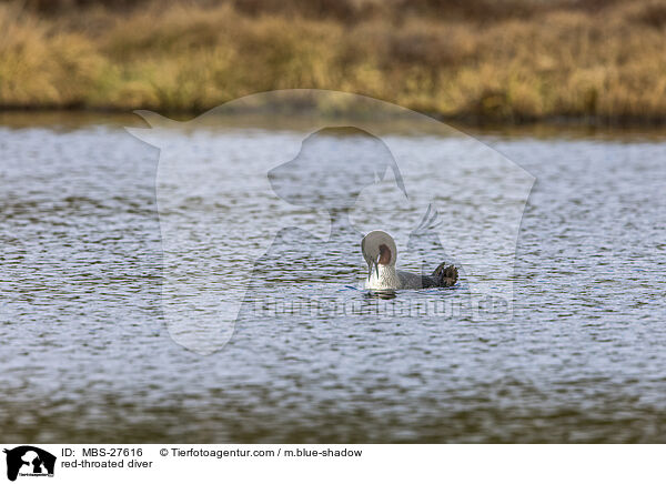red-throated diver / MBS-27616