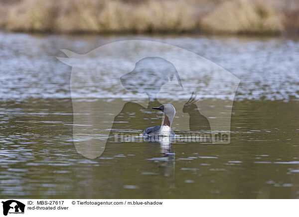 red-throated diver / MBS-27617