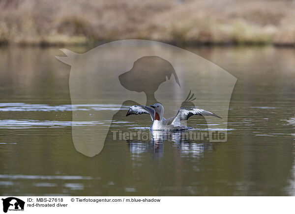 red-throated diver / MBS-27618