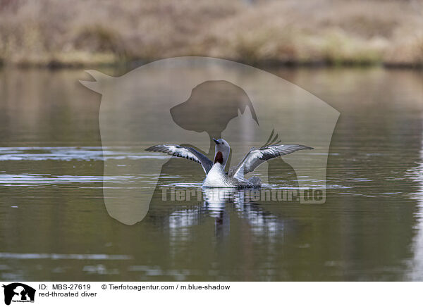 red-throated diver / MBS-27619