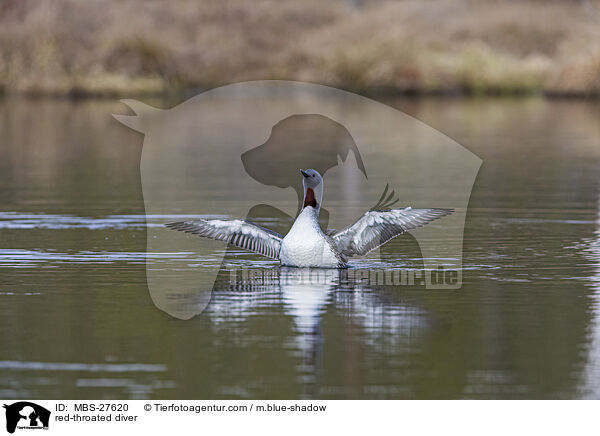 red-throated diver / MBS-27620