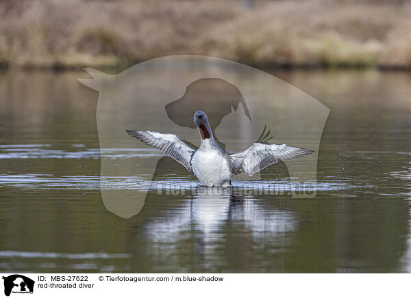 red-throated diver / MBS-27622