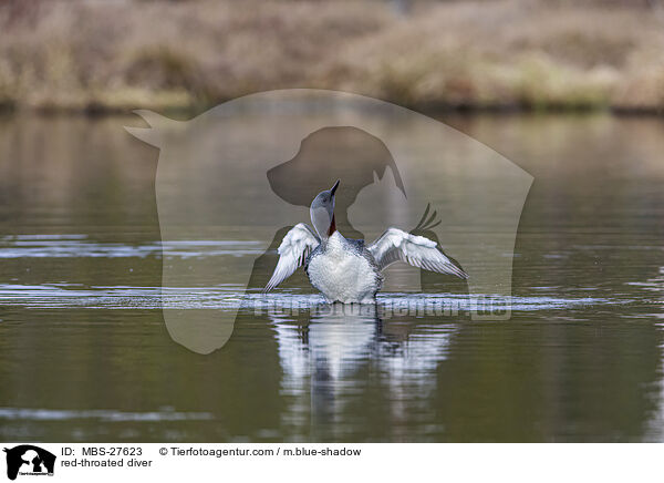 red-throated diver / MBS-27623