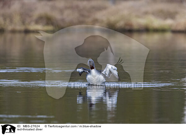 red-throated diver / MBS-27624