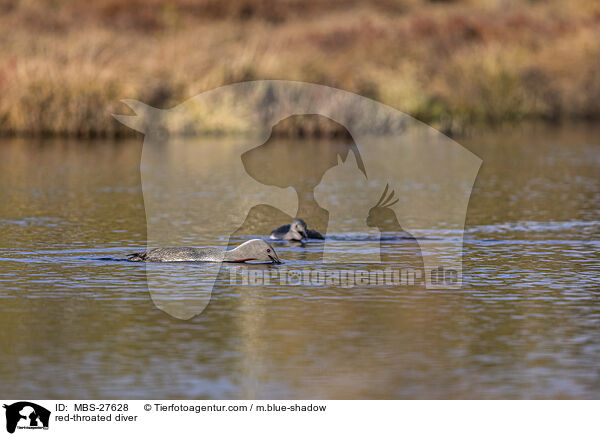 red-throated diver / MBS-27628