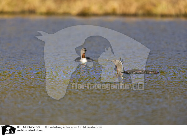 red-throated diver / MBS-27629