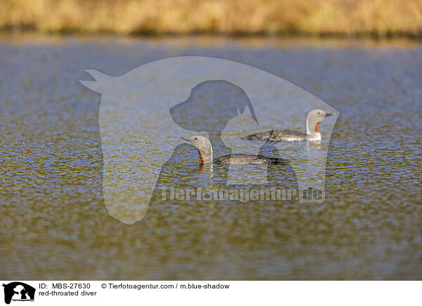 red-throated diver / MBS-27630