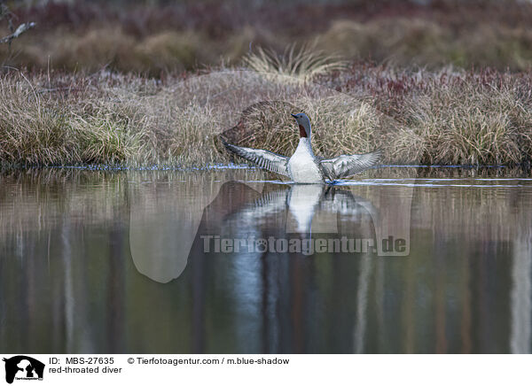 red-throated diver / MBS-27635