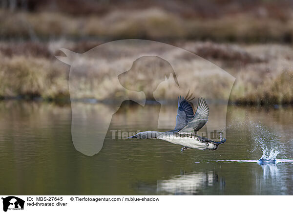 red-throated diver / MBS-27645