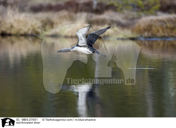 red-throated diver / MBS-27651