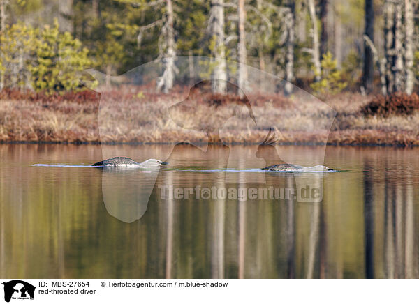 red-throated diver / MBS-27654