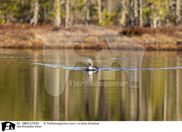 red-throated diver / MBS-27656