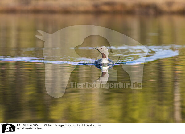 red-throated diver / MBS-27657