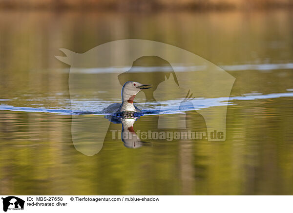 red-throated diver / MBS-27658