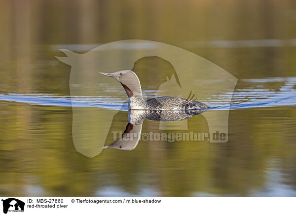 Sterntaucher / red-throated diver / MBS-27660