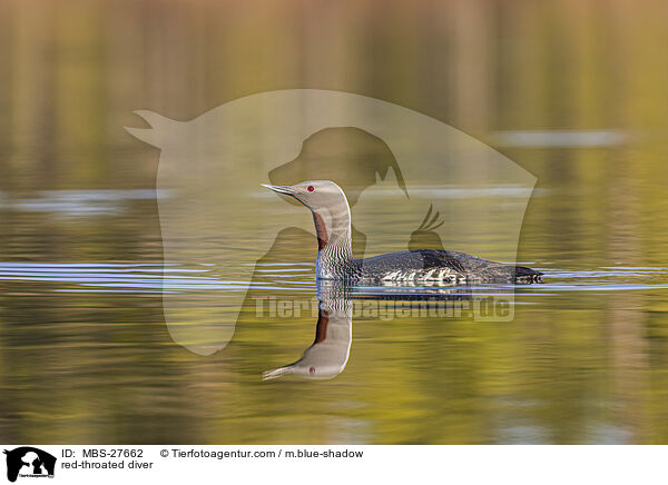 red-throated diver / MBS-27662