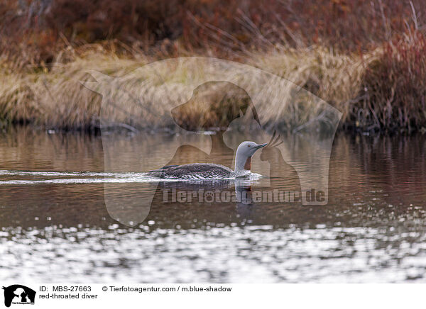 red-throated diver / MBS-27663