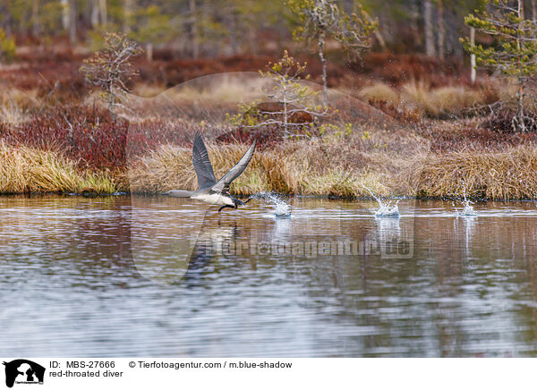 Sterntaucher / red-throated diver / MBS-27666