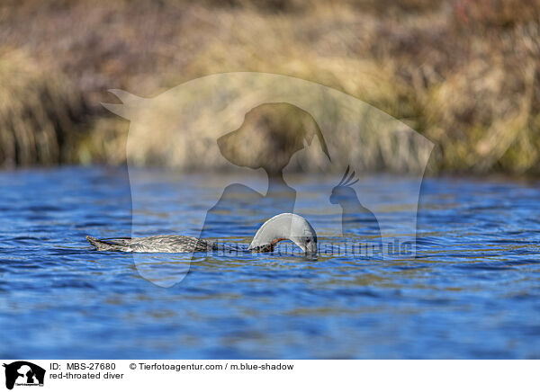 red-throated diver / MBS-27680