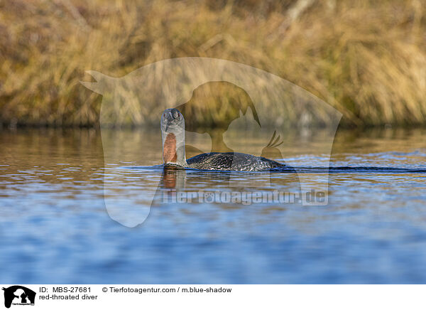 red-throated diver / MBS-27681