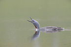 red-throated diver