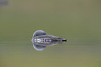 red-throated diver