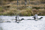 flying Red-throated Divers
