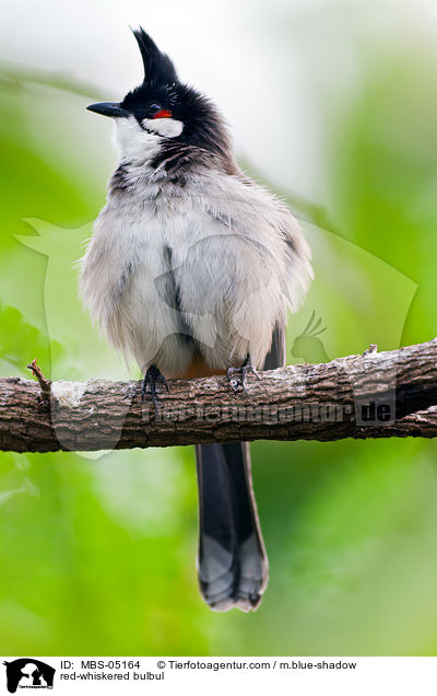 red-whiskered bulbul / MBS-05164