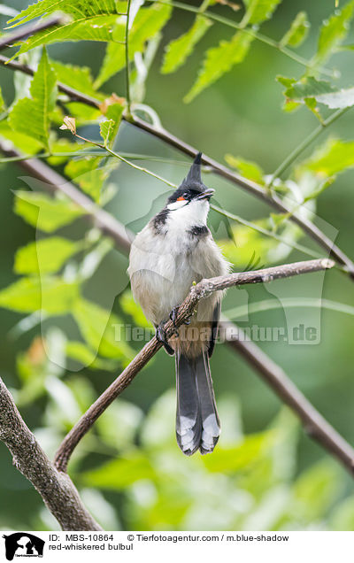 red-whiskered bulbul / MBS-10864