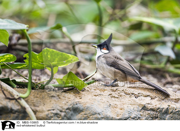 red-whiskered bulbul / MBS-10865