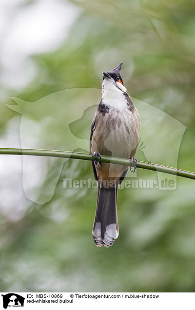 red-whiskered bulbul / MBS-10869