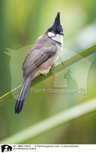 red-whiskered bulbul / MBS-10870