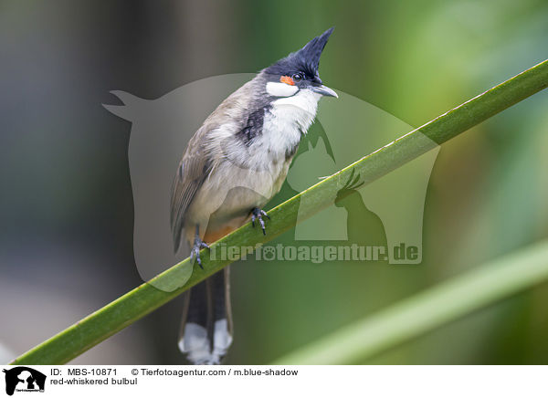 red-whiskered bulbul / MBS-10871