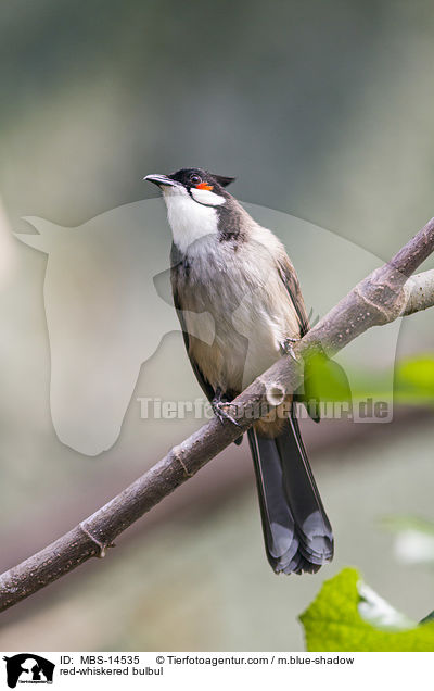 red-whiskered bulbul / MBS-14535