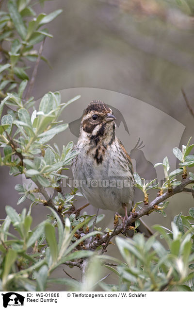 Reed Bunting / WS-01888