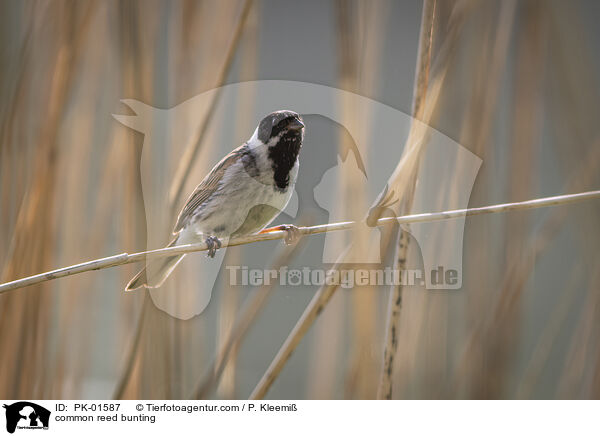 common reed bunting / PK-01587