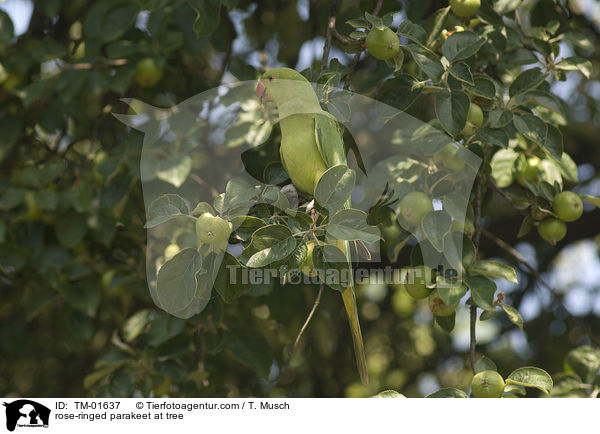 rose-ringed parakeet at tree / TM-01637