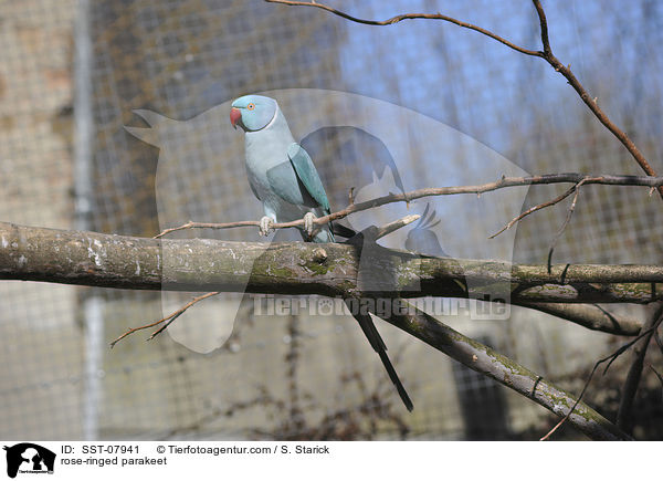 rose-ringed parakeet / SST-07941