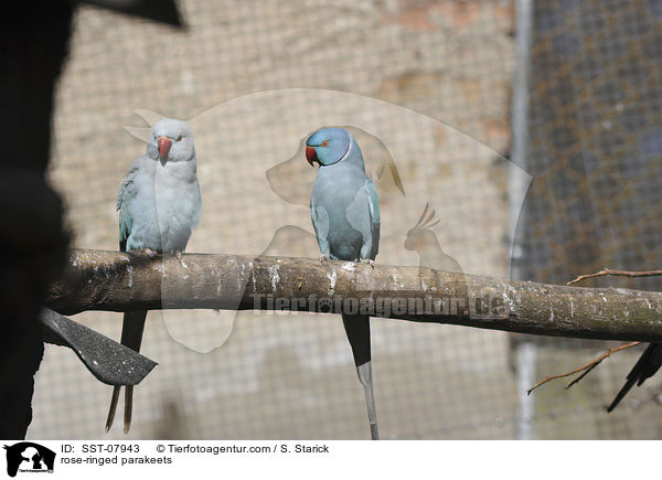 rose-ringed parakeets / SST-07943