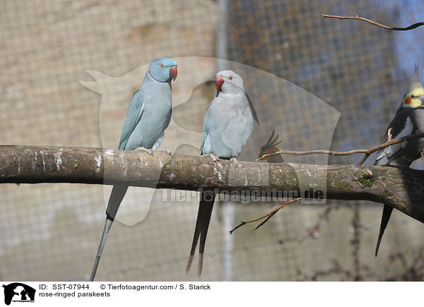 rose-ringed parakeets / SST-07944