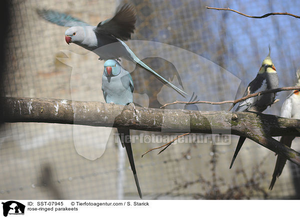 rose-ringed parakeets / SST-07945