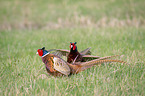 Ring-necked Pheasants on the meadow