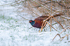 standing Ring-necked Pheasant