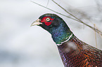 Ring-necked Pheasant portrait