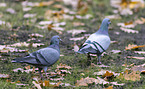 feral pigeons