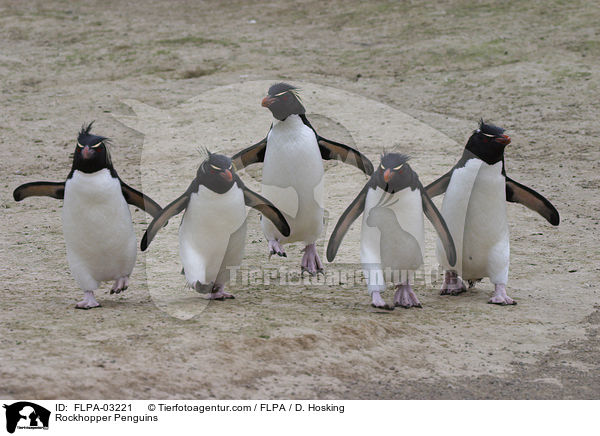 Rockhopper Penguins / FLPA-03221