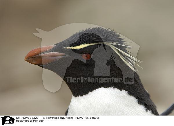 Rockhopper Penguin / FLPA-03223